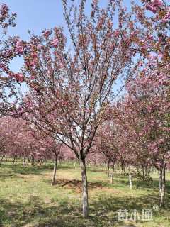 15公分高杆樱花