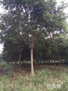 15公分无患子