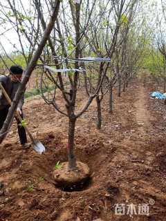 10公分珍珠油杏