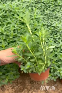高度30厘米千屈菜