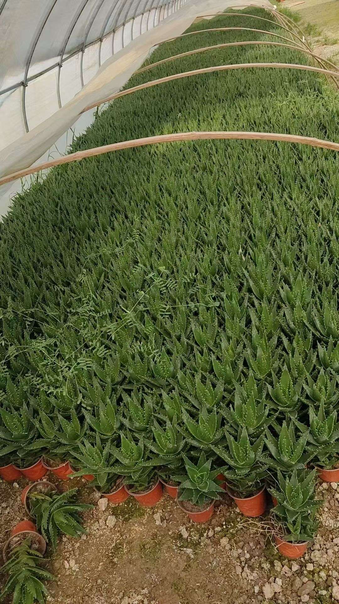高度25厘米芦荟