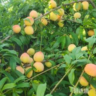 18公分桃树种子