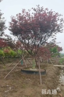 18公分日本红枫