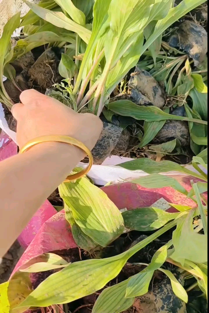 高度20厘米青叶玉簪