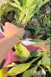 高度20厘米青叶玉簪