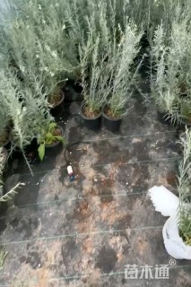 高度35厘米柳叶星河