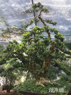 高度80厘米小叶黄杨