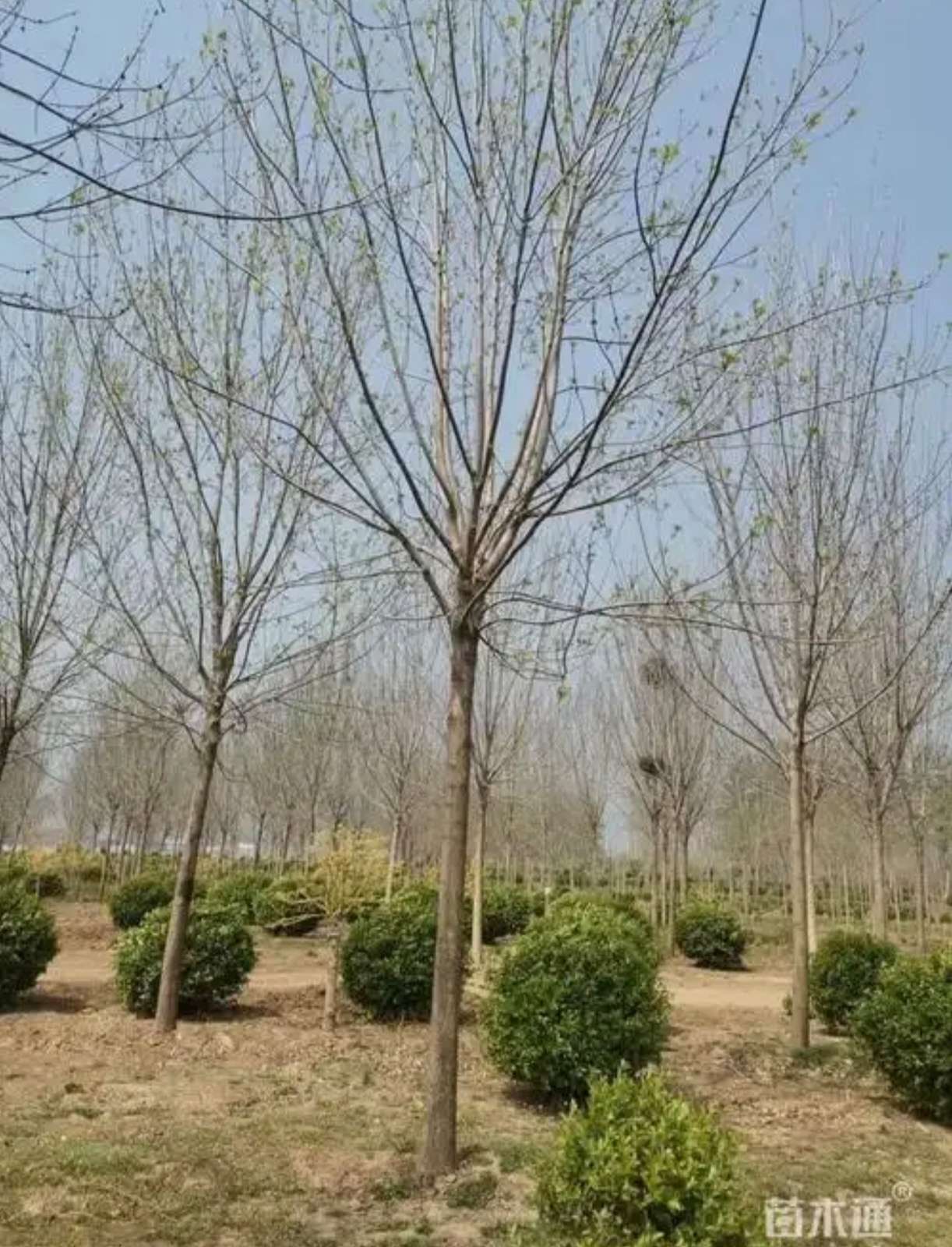10公分白蜡