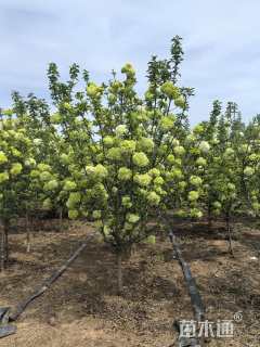 高度280厘米木绣球