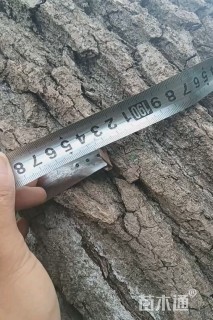 64公分杨树