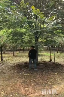 14公分榉树