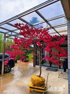 高度300厘米映山红