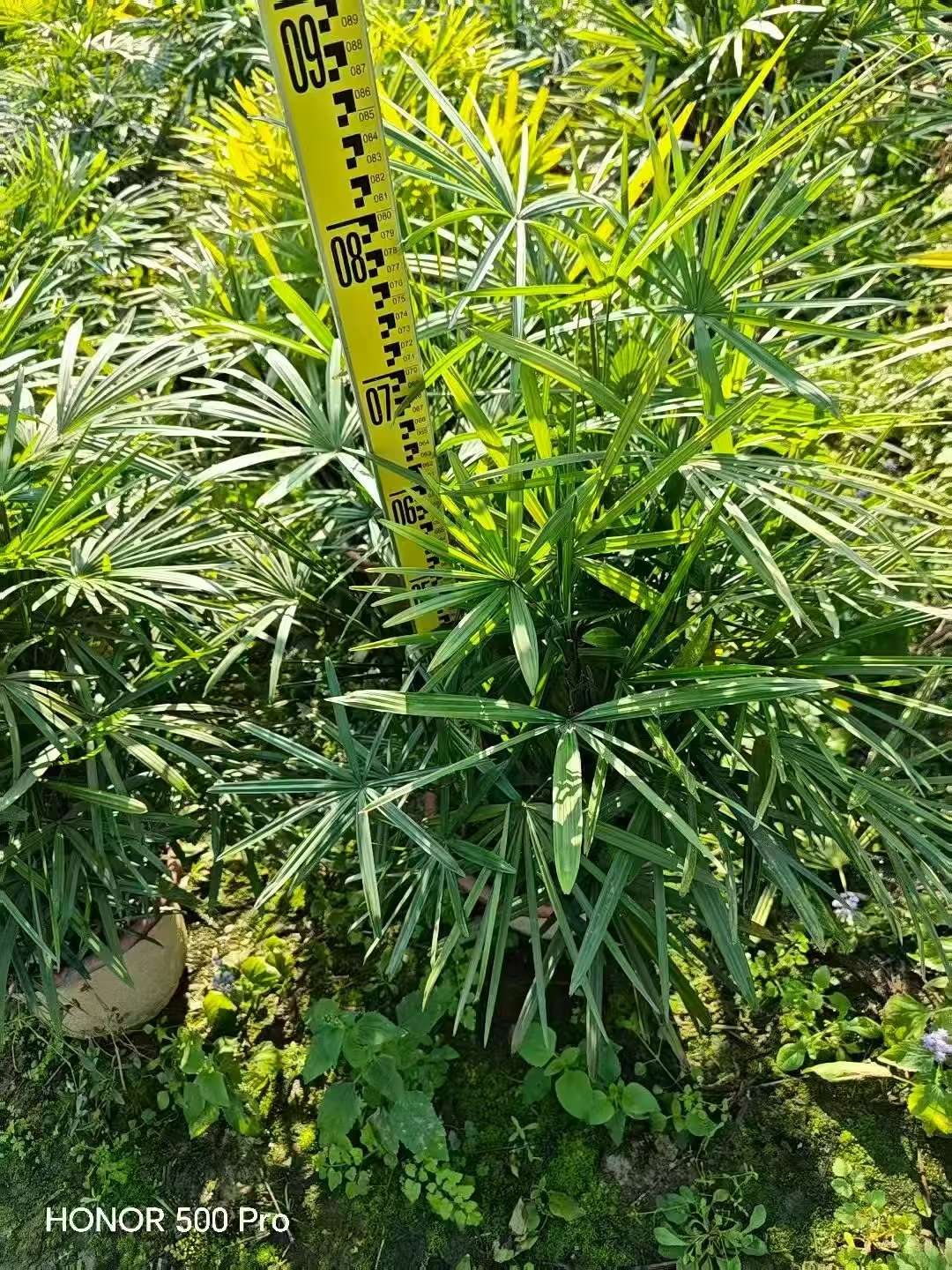 裸干高60厘米小叶棕竹