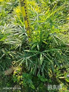 裸干高60厘米小叶棕竹