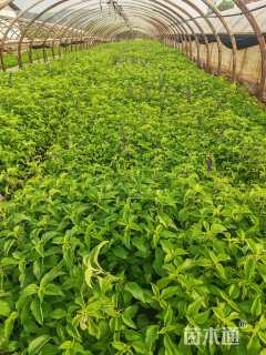 高度30厘米鼠尾草