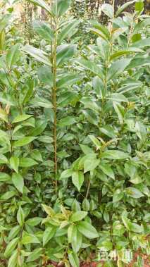 0.5公分大叶女贞