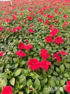 高度20厘米矮牵牛