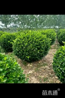 冠幅30厘米瓜子黄杨球