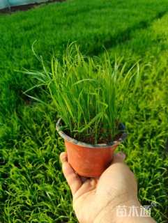 高度15厘米紫穗狼尾草