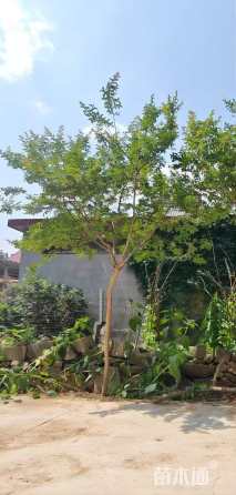 6.2公分小叶紫薇