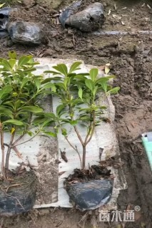 高度40厘米毛鹃小苗