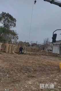 8公分紫薇