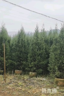 高度200厘米塔柏