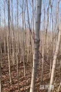 3公分红枫