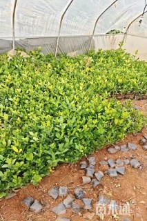 高度30厘米大叶栀子小苗