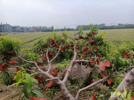 高度1500厘米黄桃