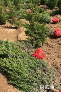高度120厘米蜀桧