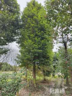 30公分金丝楠木