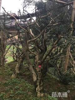 高度280厘米瓜子黄杨