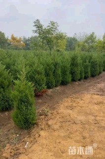 高度200厘米蜀桧
