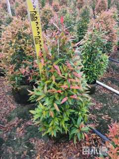 高度80厘米红车球