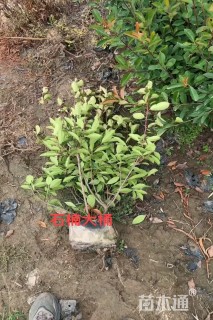 1公分红叶石楠