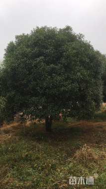 25公分桂花