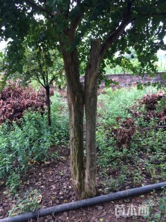 17公分造型紫薇