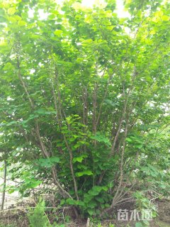 高度300厘米紫荆