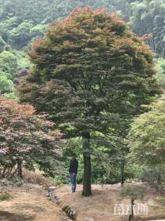 33公分红枫