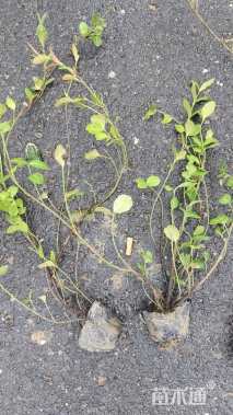 30厘米小叶扶芳藤