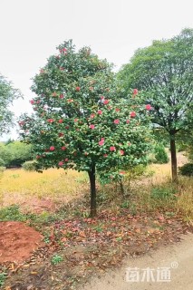 高度330厘米山茶花