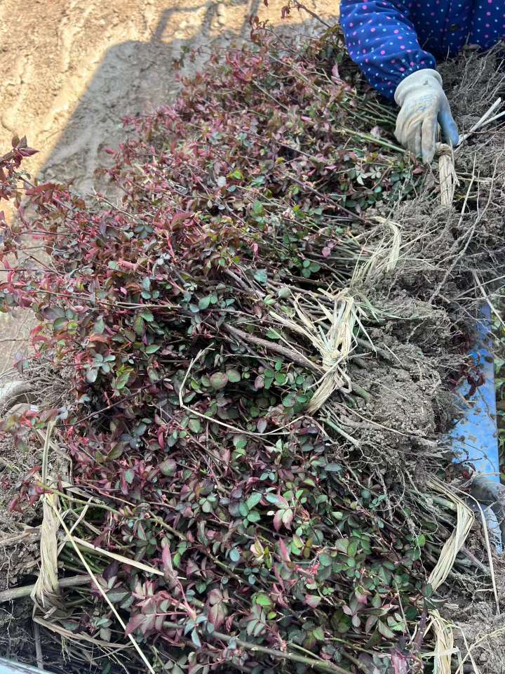 高度45厘米月季