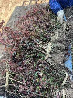 高度45厘米月季