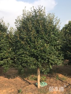 高度250厘米茶梅