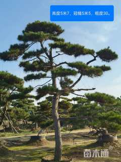 高度600厘米古松