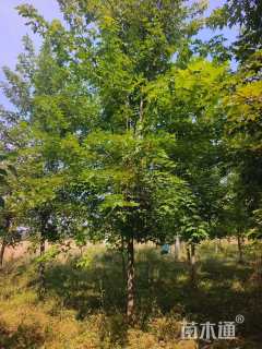 18公分美国红枫