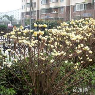 高度100厘米结香球