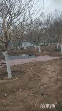 高度250厘米羽毛枫