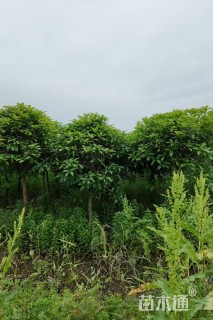 25公分金桂